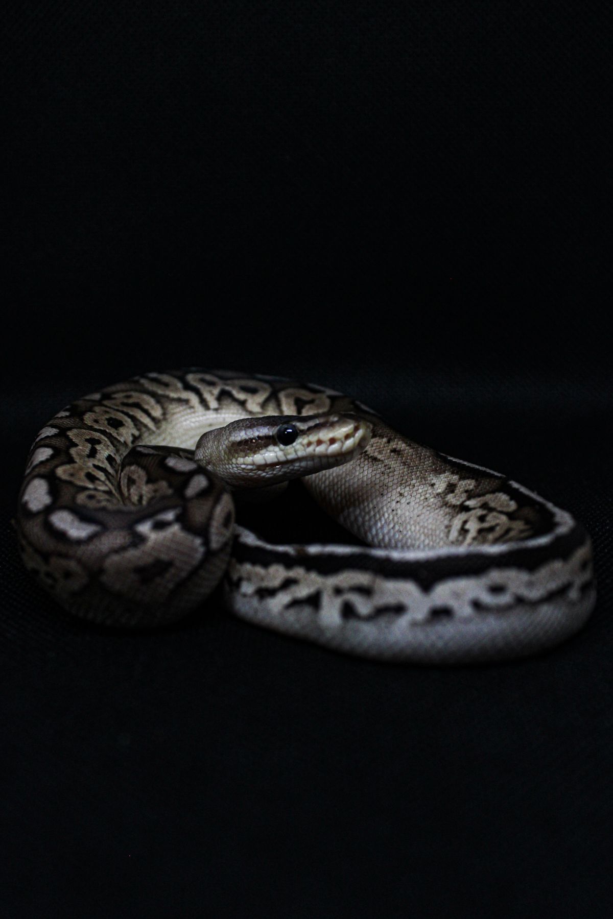 Ball python coiled against a dark background