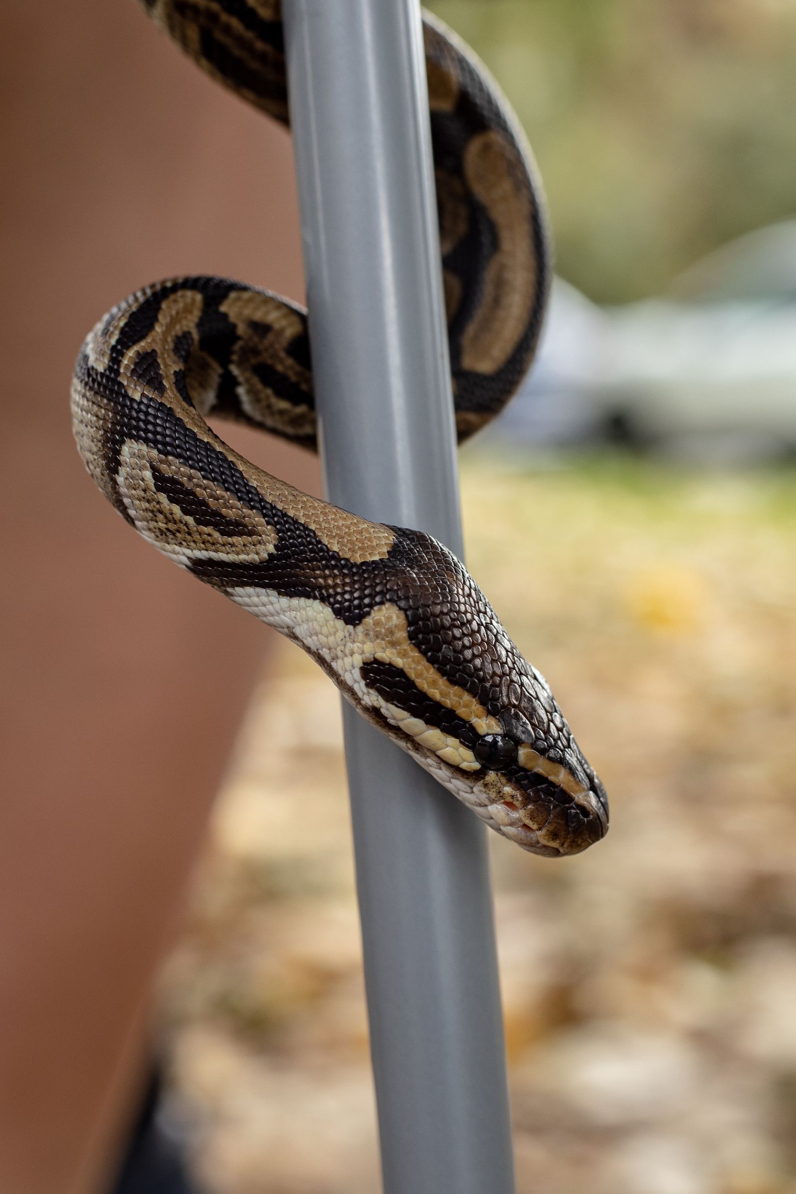 Ball python winding around a perch