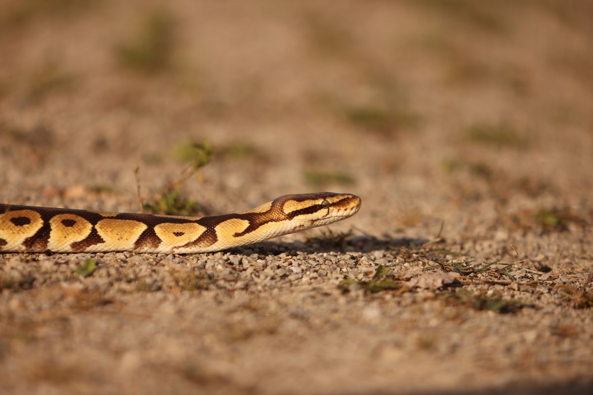 Ball python moving along a sunlit path