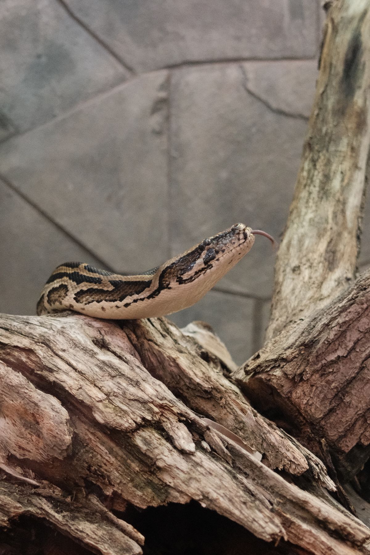 Ball python resting on weathered wood